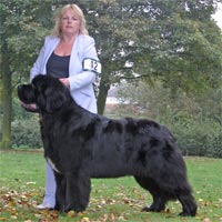 Picture of newfoundland dog bridgestone belfry