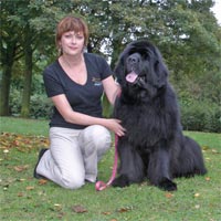 picture of black newfoundland dog Darkpeak Mystified