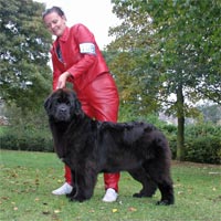 picture of black newfoundland dog Joalta Dream Lover