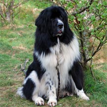 picture of landseer newfoundland dog Joalta Mersey Navigator