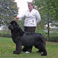 photo of newfoundland Shalowseas Pagliaccio