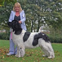 picture of landseer newfoundland dog Wanitopa Humming Chorus