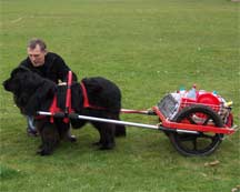 Picture of Newfoundland with cart