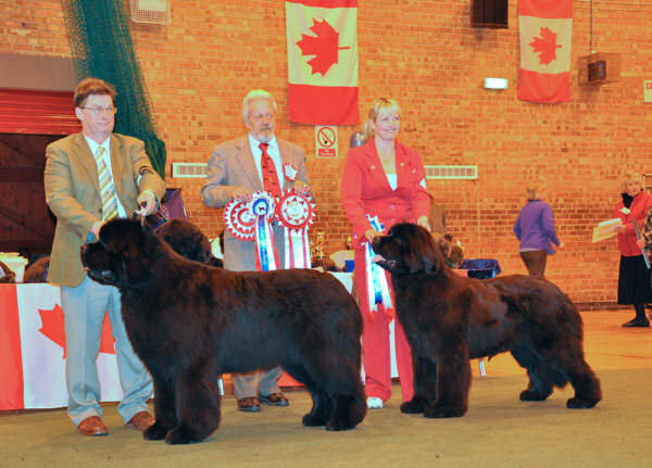 Ir. Ch., Ch. Fairweathers Knockout with Brooklynbear
