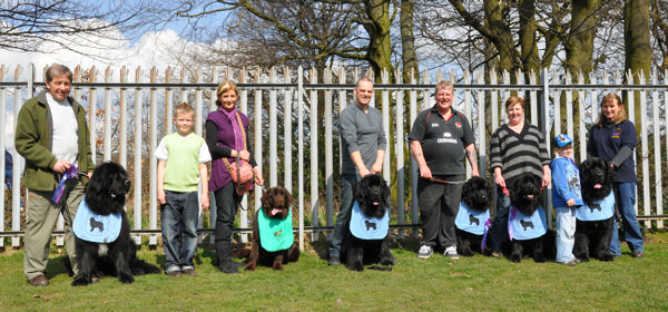 Parade of welfare Newfoundlands at the Northern Newfoundland Club Championship Show, April 2010