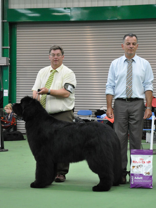 Reserve Best In Show - Ch., Ir. Ch. Fairweathers's Knockout with Brooklynbear