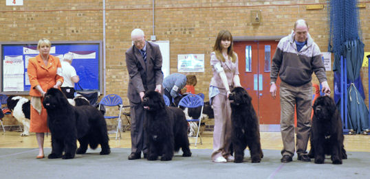 KC Best Breeders Award - Sandbears