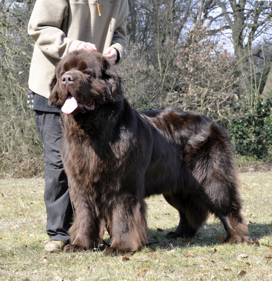 BEST BROWN IN SHOW - Merrybear What A Cracker