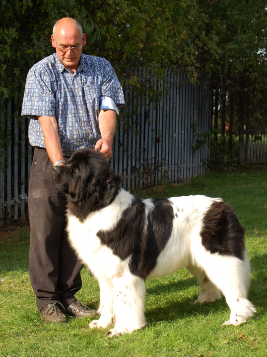 BEST LANDSEER IN SHOW - WANITOPA BOUNTY BUNKIN