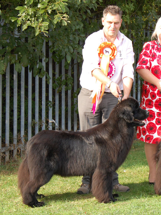 RESERVE BEST IN SHOW - BUDDIES FOR EVER LITTLELADY TEDDYHAWKS