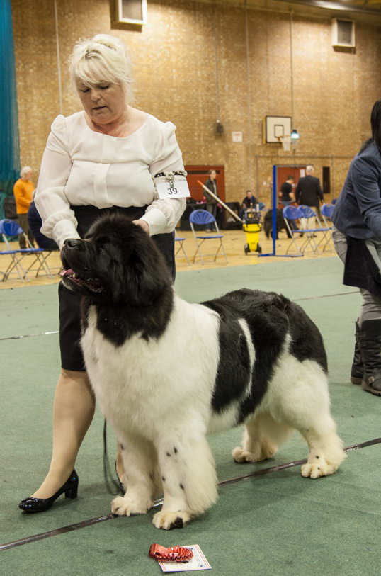 BEST LANDSEER IN SHOW