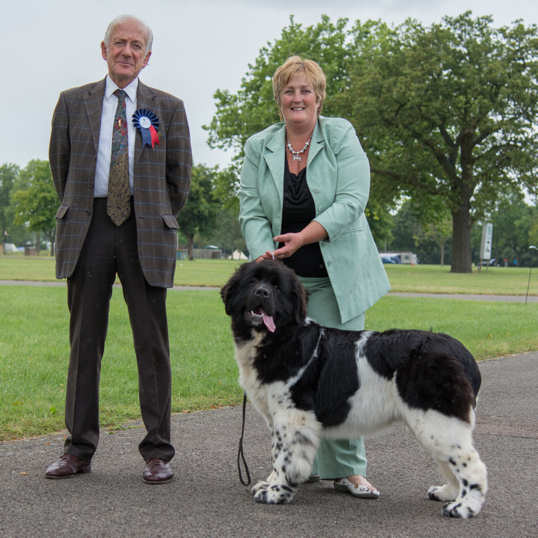 BEST LANDSEER PUPPY IN SHOW