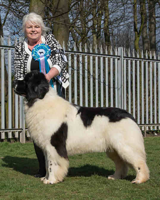 BEST LANDSEER IN SHOW