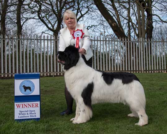 BEST LANDSEER IN SHOW