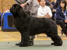 Click to enlarge Baranova Big Bopper of Elbear JW ShCM