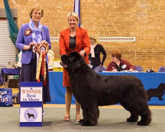 BEST IN SHOW