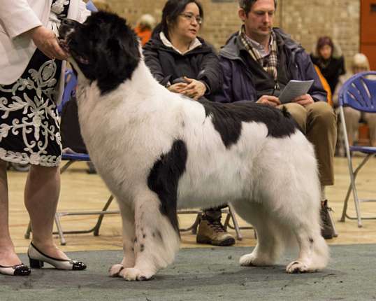 BEST LANDSEER IN SHOW