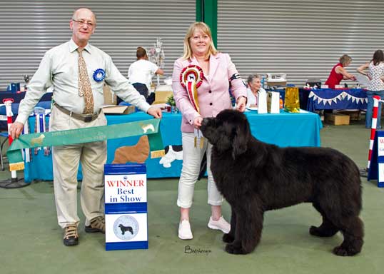 BEST IN SHOW