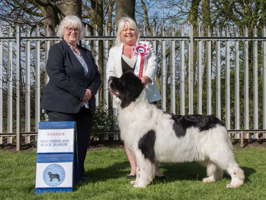 BEST LANDSEER IN SHOW