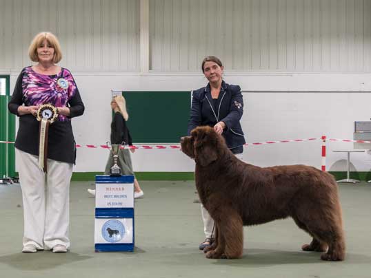 BEST BROWN IN SHOW