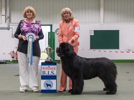 BEST IN SHOW