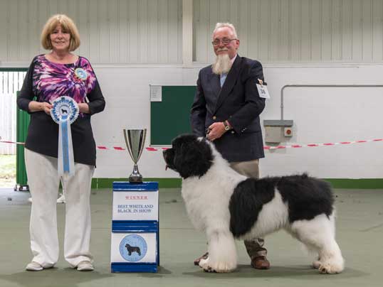 BEST LANDSEER IN SHOW
