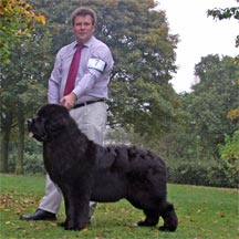 Chateau Newf Gifted N Black
