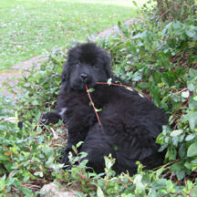 Brown newfie puppy