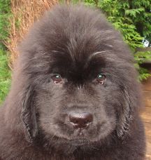 Newfie puppy