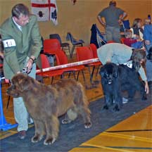 Northern Newfoundland Club Open Show 2006