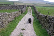 picture of black newfoundland dog hauling cart along unmettaled road in the yorkshire dales