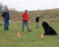 Newfoundland on a draught test