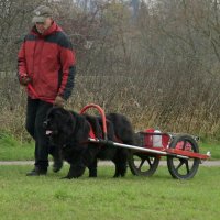 Newfoundland performing a carting test