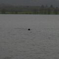 Click to enlarge A long way to shore