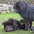 Click to enlarge Playtime