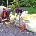 Click to enlarge Photo of Landseer Newfoundland stood in amongst building materials with sand on face