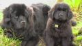 Click to enlarge Newfy bears