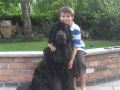 Newfie Devotion - Sam with Oliver the newf