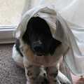 Picture of a Landseer Newfoundland dog peeping from underneath a curtain