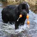 Click to enlarge Picture of a Black Newfoundland dog carrying floats on a rope