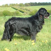 picture of black Newfoundland dog Aquasilk Easy Life - Cassie