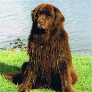 Picture of brown newfoundland dog Chetwoot Tcichi sat at waters edge