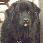 picture of black newfoundland dog, Kirimour Dusky Rose - polly verity