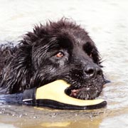 photo of black newfoundland dog swimming