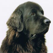 picture of black newfoundland dog Pendragon Georgy Girl - Georgy