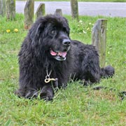 picture of black newfoundland dog, Warrgem prince (gruff)
