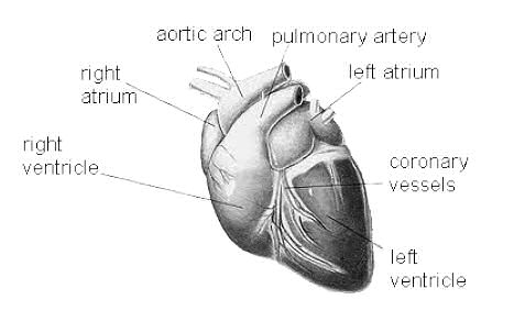 Diagram of the heart