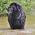 Warrigen Prince a Black Newfoundland Dog