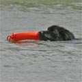 picture of Warrigen Prince - Gruff, retrieving a life ring