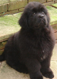 Newfoundland puppy